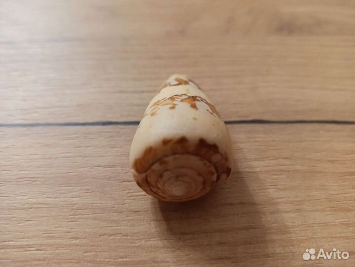 Морская раковина