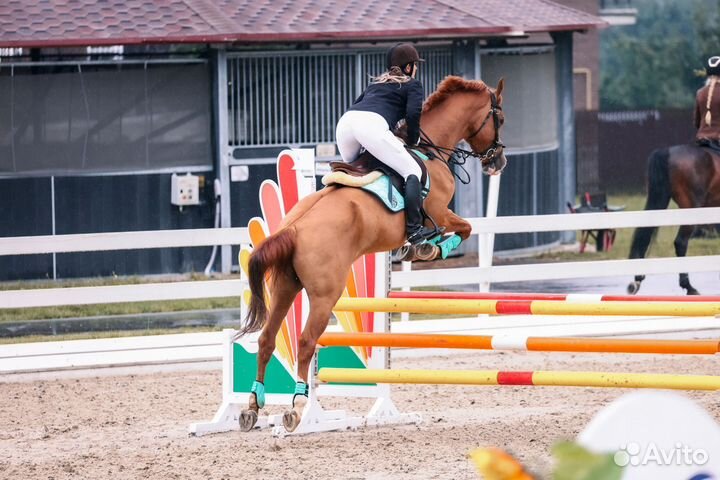 Продам донского мерина