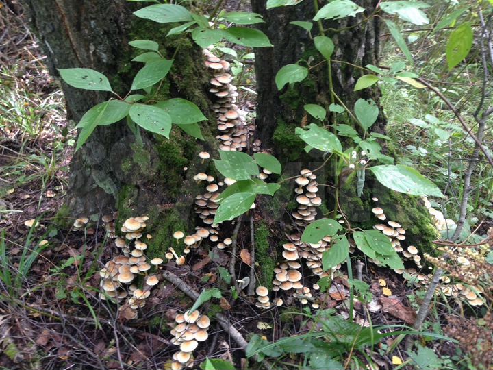 Участок 27 сот. (СНТ, ДНП)