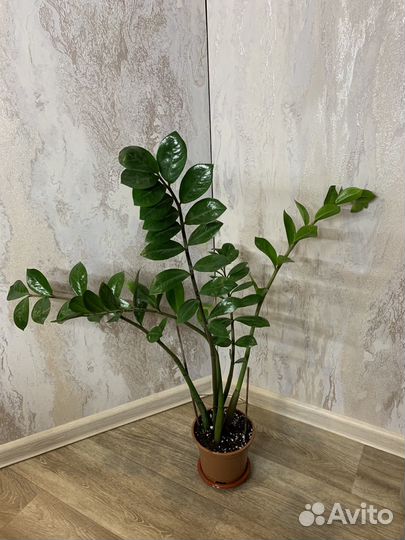 Замиокулькас Панданус