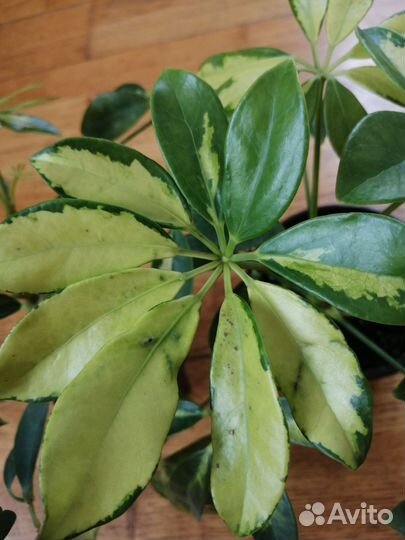 Шефлера вариегатная