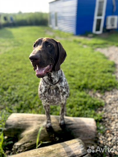 Передержка, гостиница для собак