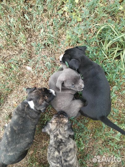 Щенки питбультерьера