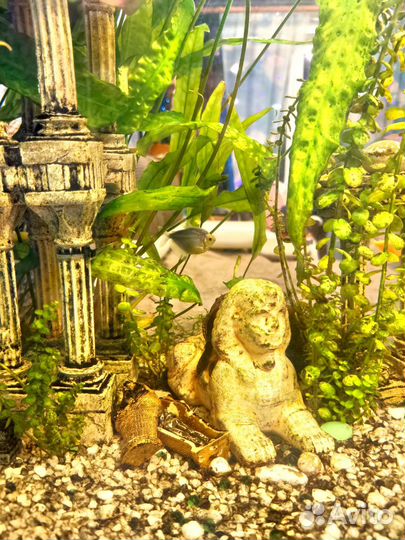 Сфинкс в аквариум для декора