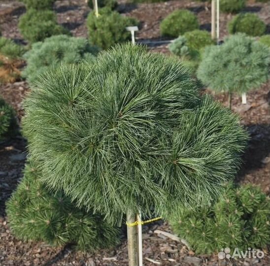 Сосна Веймутова Грег