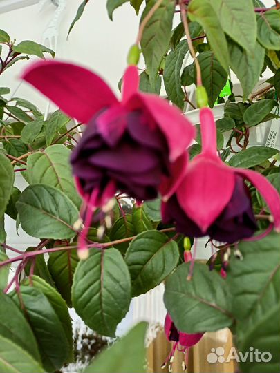 Фуксия разные сорта