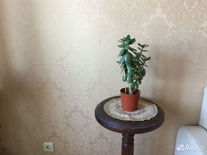 Комнатные растения цветы