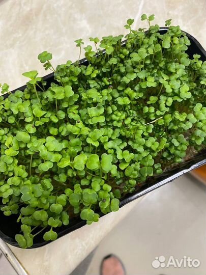 Наборы для выращивания микрозелени