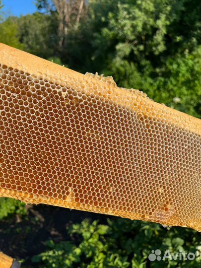 Мед с разнотравья 2021 и 2022 года