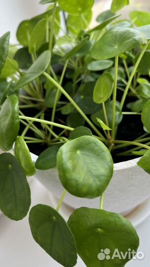 Пилея пеперомиевидная