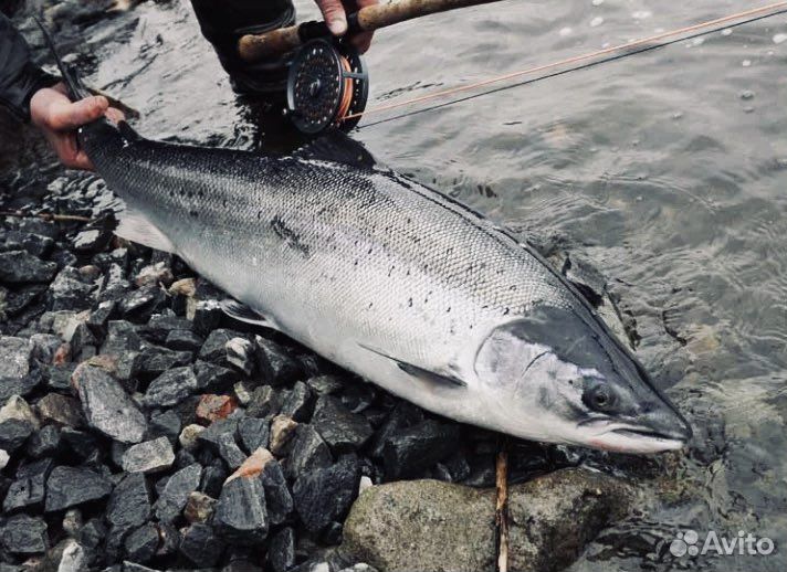 Морская семга