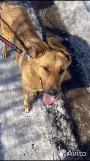 Собака метис овчарки