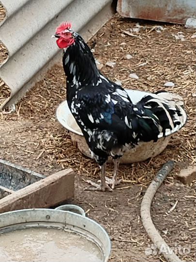 Молодые петушки