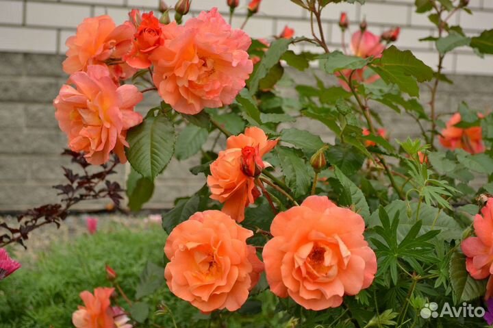 Роза шраб Вестерленд