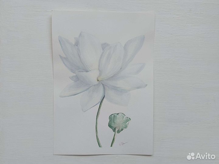 Акварельная картина белый лотос, А4