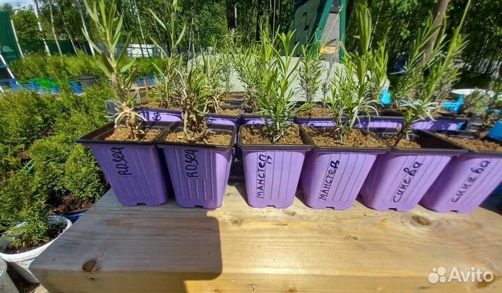 Лаванда черенки