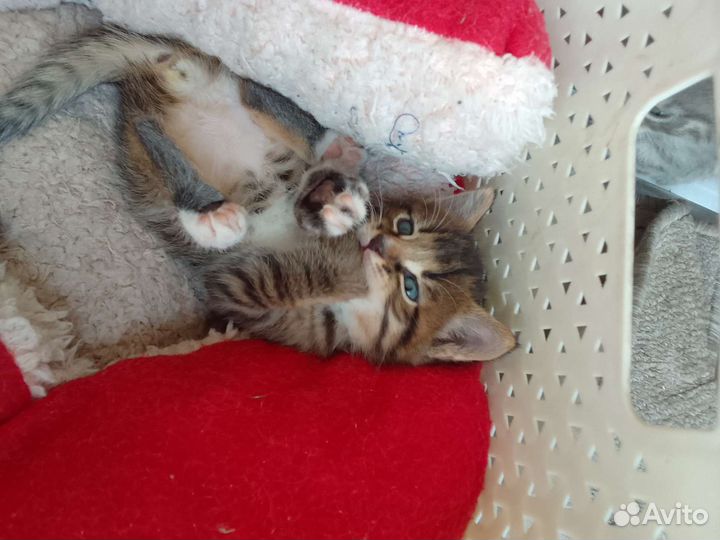 Котята в дар