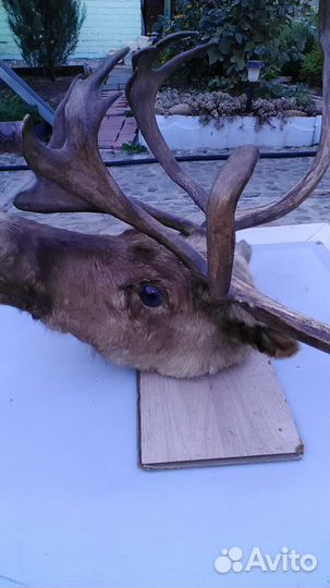 Чучело головы оленя с рогами