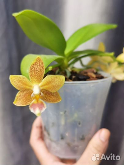 Орхидея Мастерпис