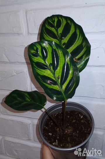 Калатея макоя