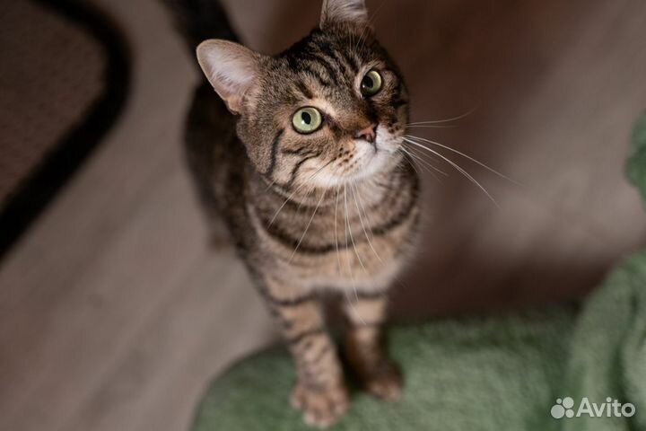 Кот Матвей в добрые руки