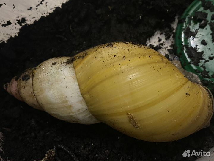 Улитки ахатины