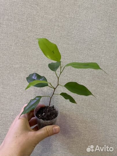 Фикус Бенджамина Реджинальд