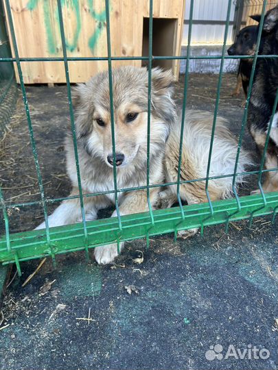 Собаку отдали в отлов. Очень нужен дом