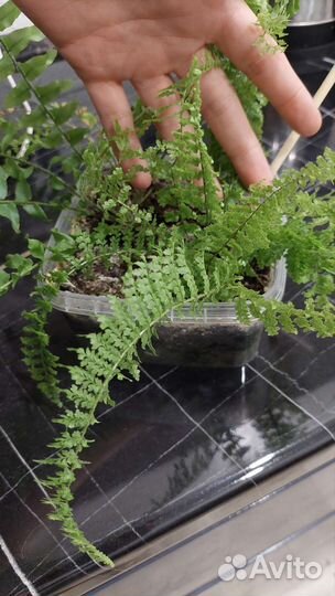 Растения, папоротник, калла, сансевиерия, циперус