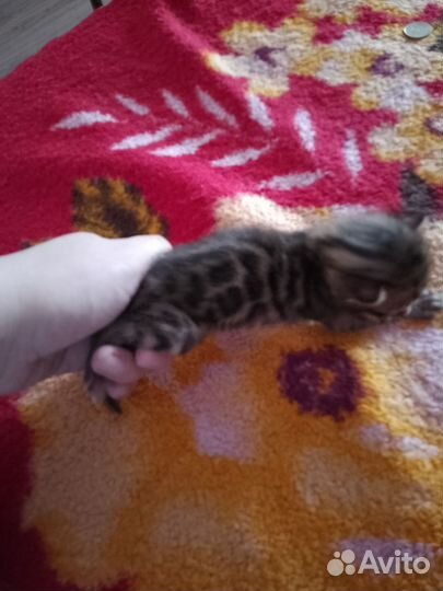 Бенгальские котята