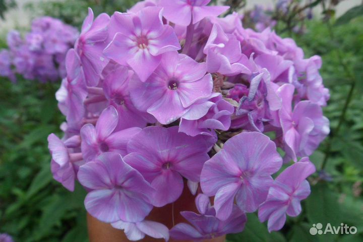 Флокс метельчатый