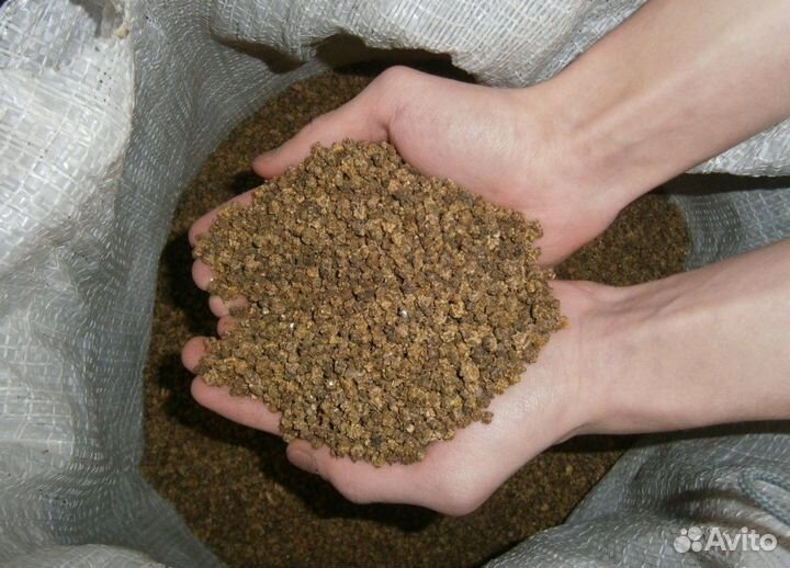 Семена овсяницы луговой