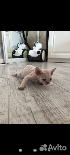 Котята девон-рекс девочка