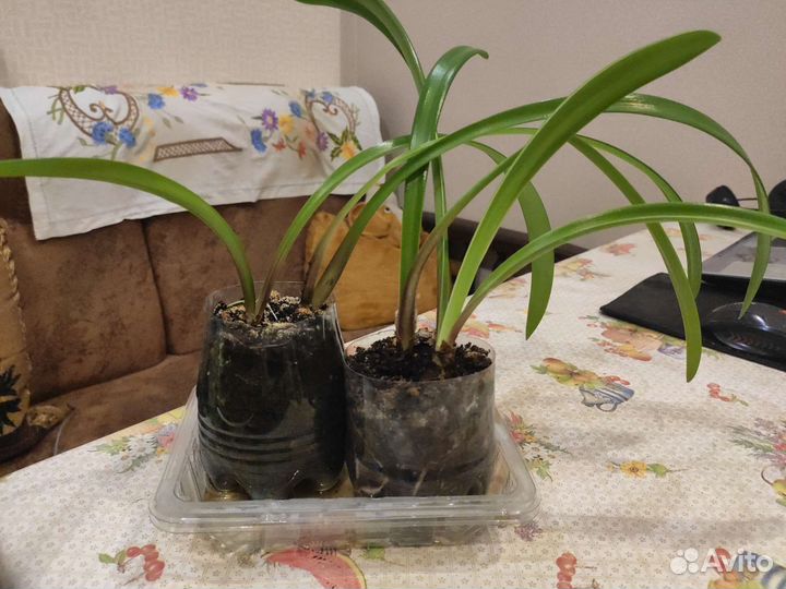 Гиппеаструм