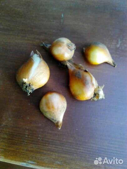 Тюльпан Тарда Дасистемон