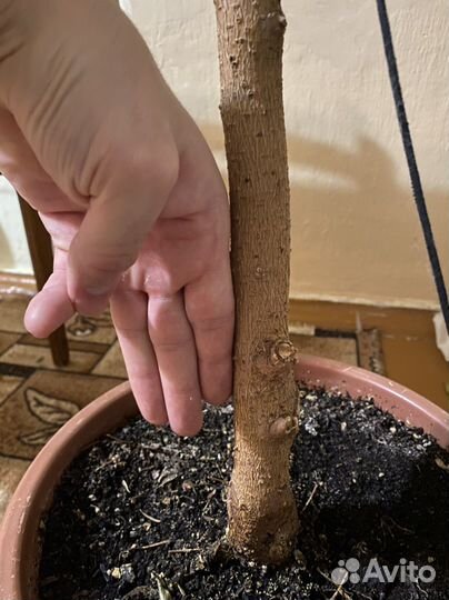 Фикус бенджамина большой