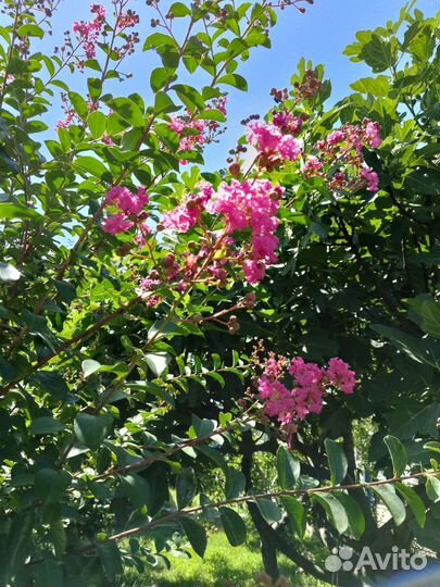 Комнатные растения цветы