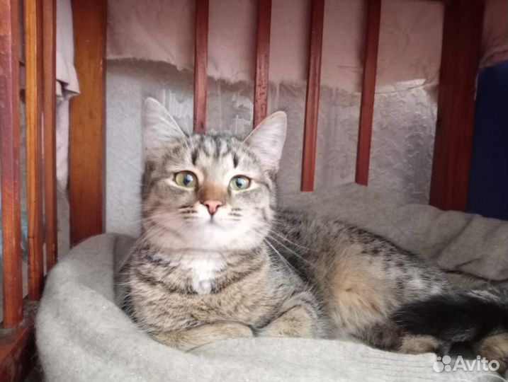 Ищет дом Анечка