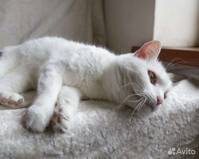 Кошечка в добрые руки