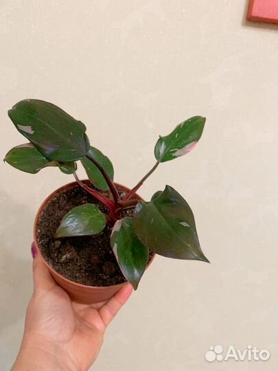 Филодендрон розовая принцесса