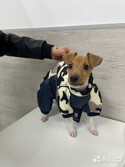 Джек рассел терьер