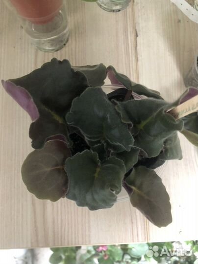 Фиалка см-Танец Галлактик sport