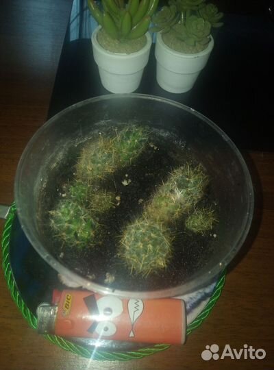 Комнатные цветы мамилярия, кудрявый хлорофитум