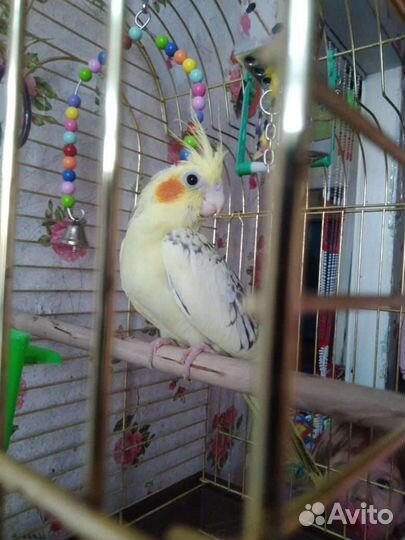 Попугай корелла