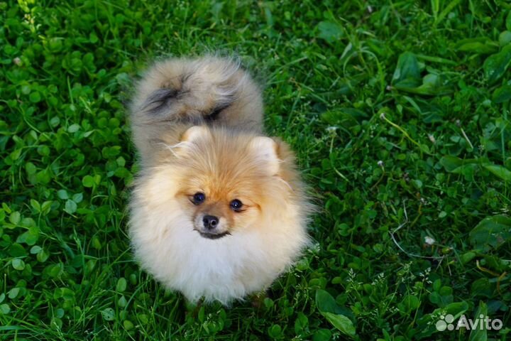 Щенки шпица mini