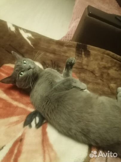 Русская голубая