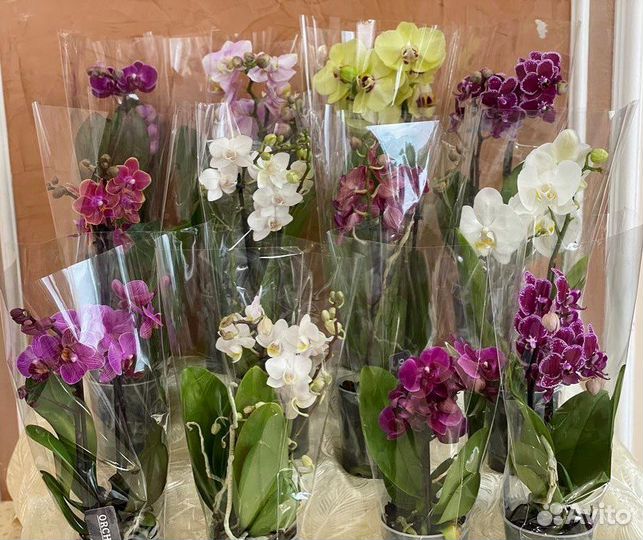 Мини орхидея