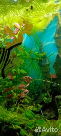 Украшение для аквариума
