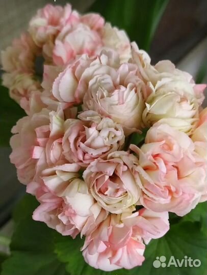 Exotica Appleblossom, Сортовая пеларгония