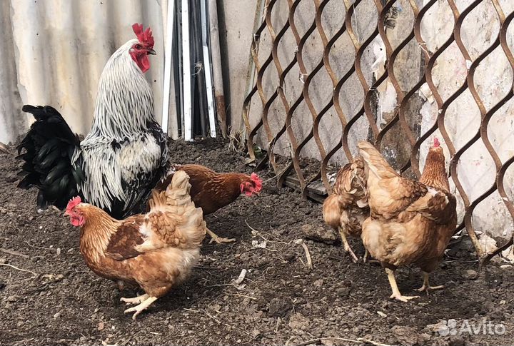 Инкубационное яйцо кур